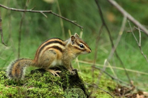 Azijke chipmunk - edini predstavnik družine v evraziji Azijke chipmunk - edini predstavnik družine v evraziji